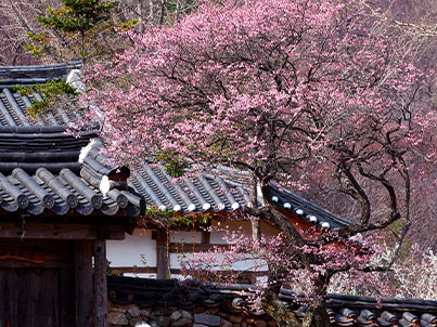 [추가운행]세계유산투어(5월3일)