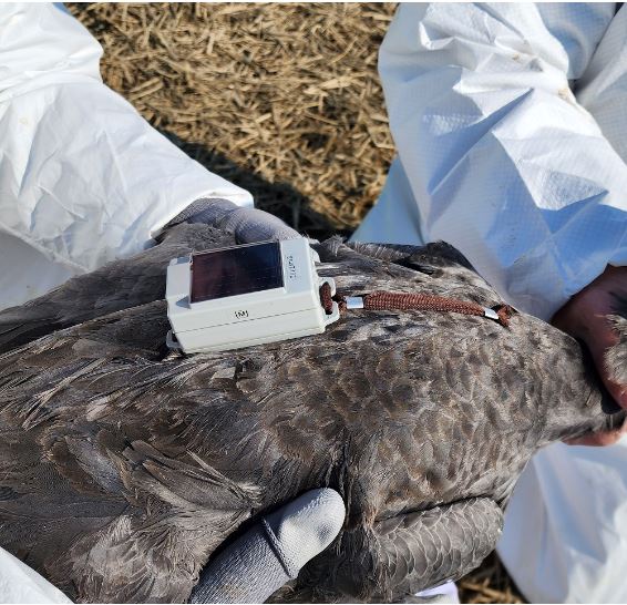   - 2월 4일 순천만 흑두루미 5마리 위치추적기 부착 -     - 국제적 멸종위기종 흑두루미의 이동 경로, 서식지 행동 패턴 연구    착수 -     순천시(시장 노관규)가 흑두루미 이동루트에 대한 과학적인 자료를    수집할 수 있는 새로운 길을 열었다.       시는 지난 4일 국내 최초로 순천만 흑두루미 5마리에 위치추적기를    부착하는 데 성공했다고 7일 밝혔다.       흑두루미는 천연기념물 228호이며, 세계자연보전연맹(IUCN)에서    적색목록의 취약종으로 분류된 국제적 보호종이지만 흑두루미의 시공간 이동 패턴과 경유지에 대한 국내 연구는 진행된 적이 없었다.       그러나 지난 4일 순천시와 전남대학교, 한국환경생태연구소가    순천만에서 흑두루미 5마리를 포획하여 위치추적기 부착에 성공했다. 방사된 흑두루미의 위치 신호는 정상적으로 수신되고 있다.    국내 최초로 흑두루미 이동 경로 연구가 시작된 셈이다.       이동통신망 기지국을 통해수신받는 위치추적기 무게는 22g이며,    태양광 충전식으로 전원을 공급받아 2년 이상 사용이 가능하다. 시는 이번 연구를 통해 흑두루미의 이동 경로와 서식지 이용    패턴 등 그동안 밝혀지지 않았던 생태정보까지 확보할 수 있을 것으로 기대하고 있다. 수집된 정보는 순천만 흑두루미 보전    전략 수립과 지자체 간, 국가 간 서식지 보전을 위한 기본자료로 활용할 계획이다.       노관규 순천시장은 “이번 연구 결과를 바탕으로 국내 흑두루미 서식지    확대와 분산을 위한 지자체 간 연대를 강화해 나갈 것이다”라면서 “2023순천만국제정원박람회를 통해 흑두루미 서식지 보전을    위한 순천시의 경험과 지식을 전 세계와 공유하여 대한민국 미래도시의 이정표를 제시하겠다”고 말했다.       한편, 순천시는 지난 1월 12일 순천만국제습지센터에서 충남 서산시    등 6개 지자체와 흑두루미 서식지 보전 업무협약을 체결해 국제적인 멸종위기종인 흑두루미 보전에 공동 협력을 강화해 나가고 있다.     