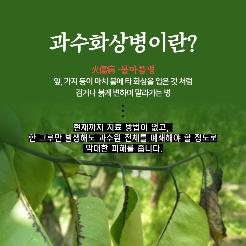 과수화상병 유입방지 실천사항 (2).jpg 이미지입니다.