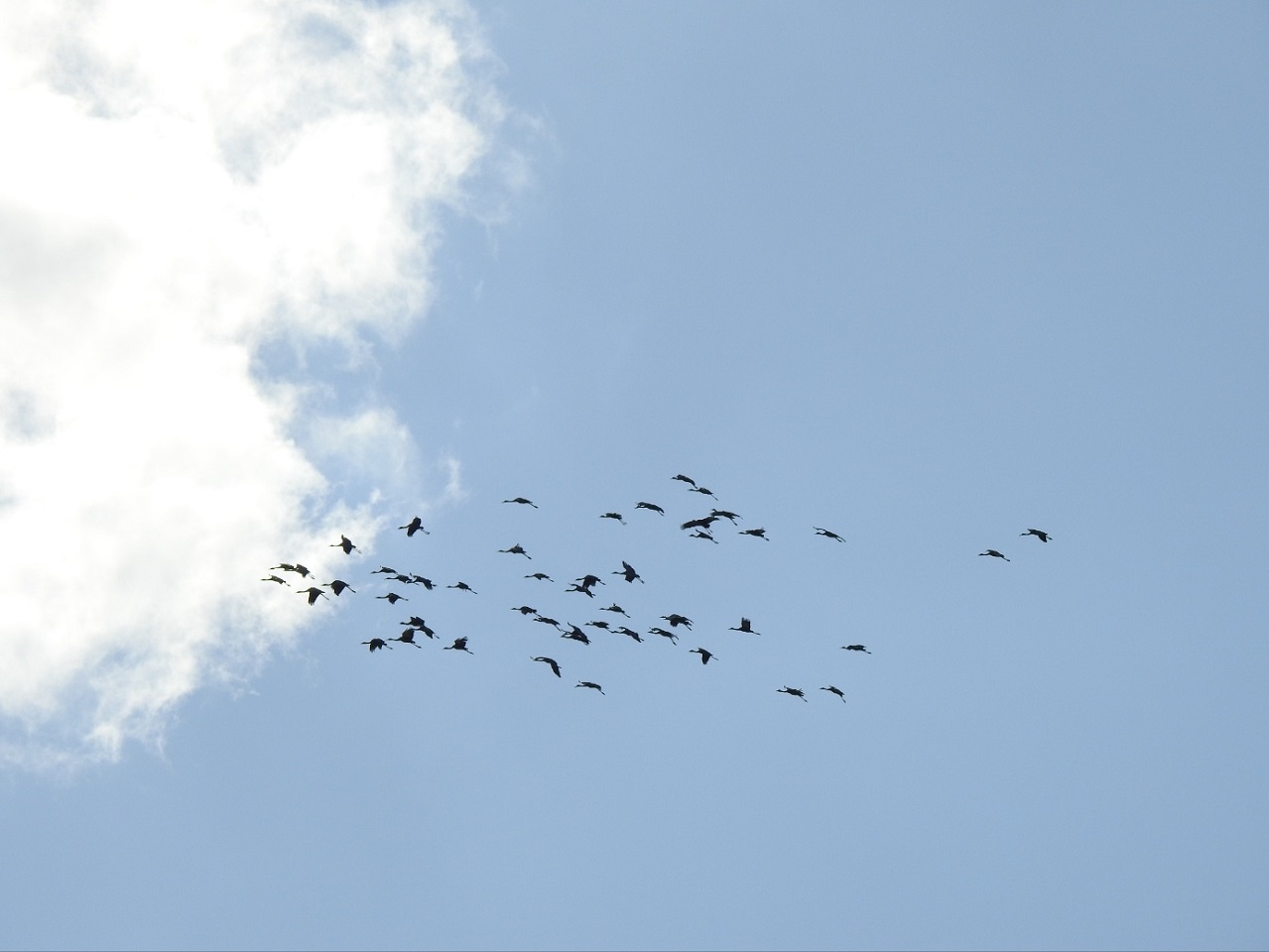 1 지난 22일 흑두루미 73마리가 순천만에 도착했다 (1).jpg 이미지입니다.