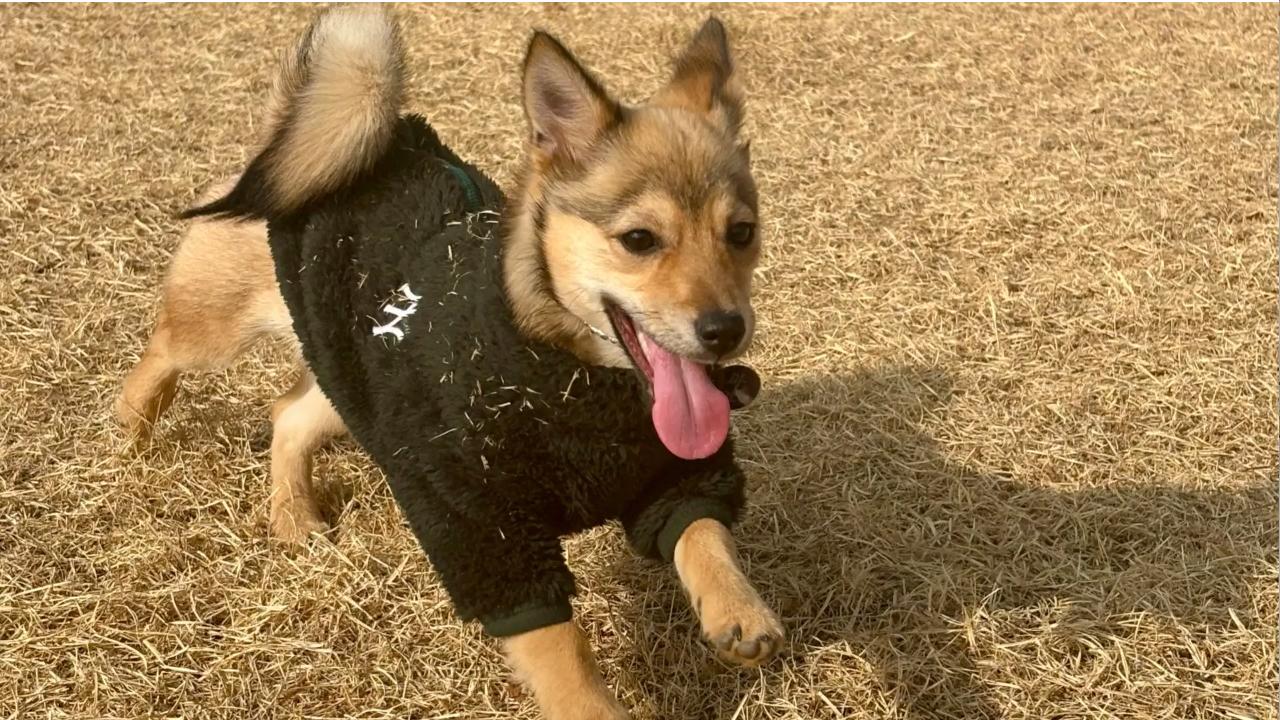 유부12.png 이미지입니다.