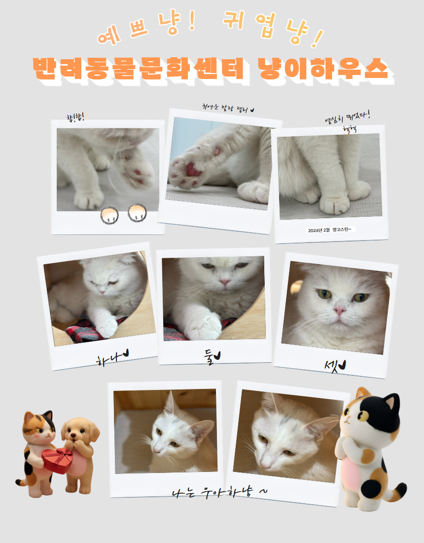 냥이하우스사진.png 이미지입니다.