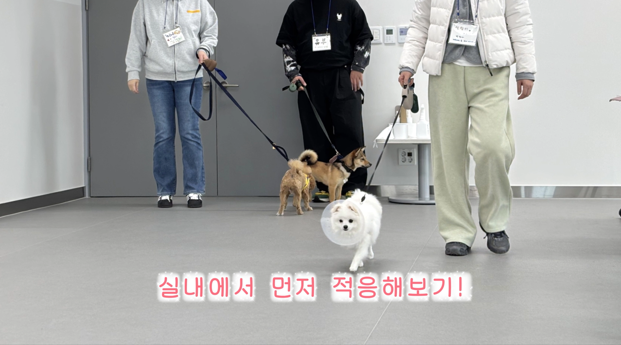 퍼피교육 (3).png 이미지입니다.