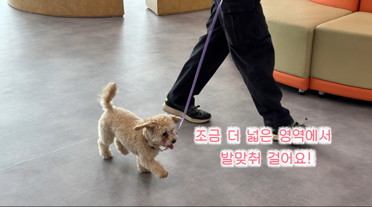 퍼피교육 (4).png 이미지입니다.