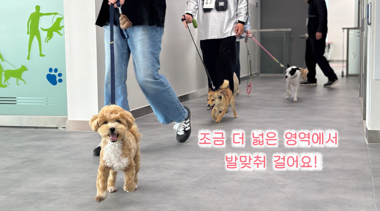 퍼피교육 (5).png 이미지입니다.