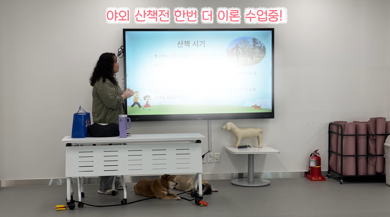 퍼피교육 (6).png 이미지입니다.