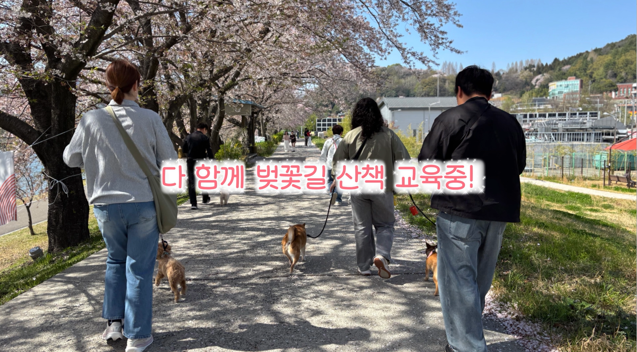 퍼피교육 (8).png 이미지입니다.
