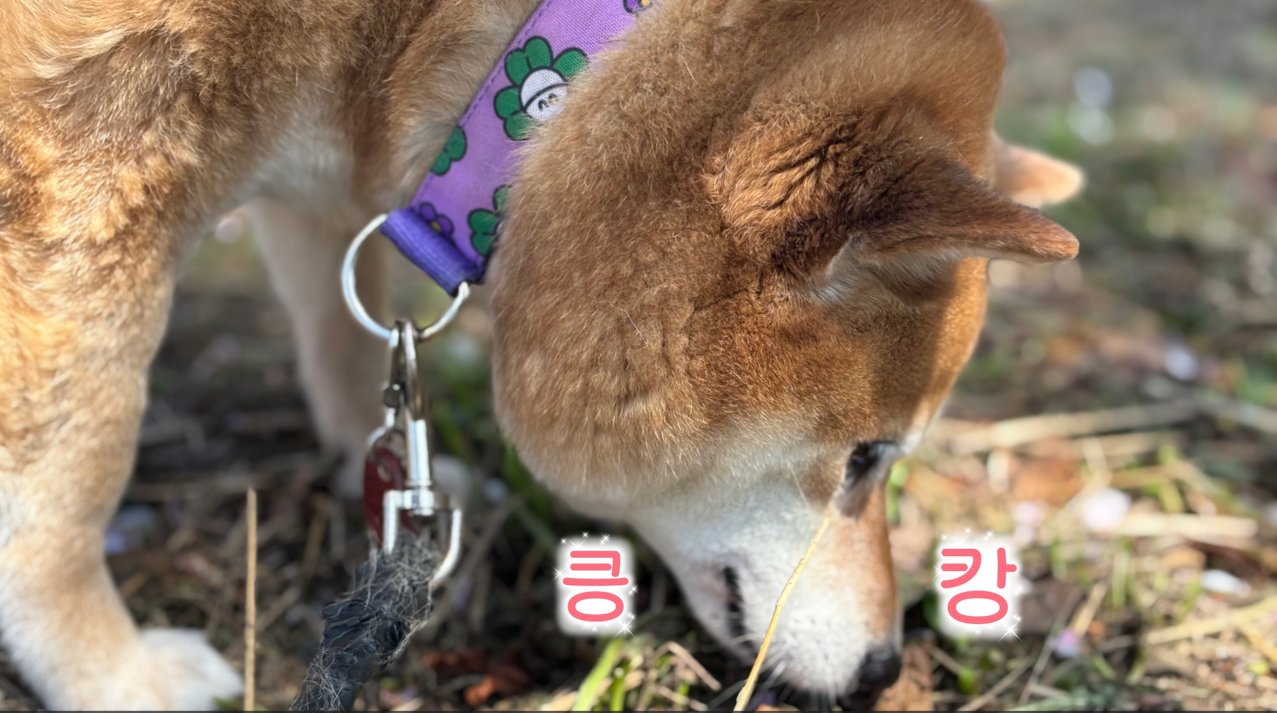 퍼피교육 (10).png 이미지입니다.