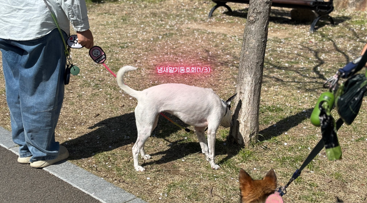 퍼피교육 (11).png 이미지입니다.