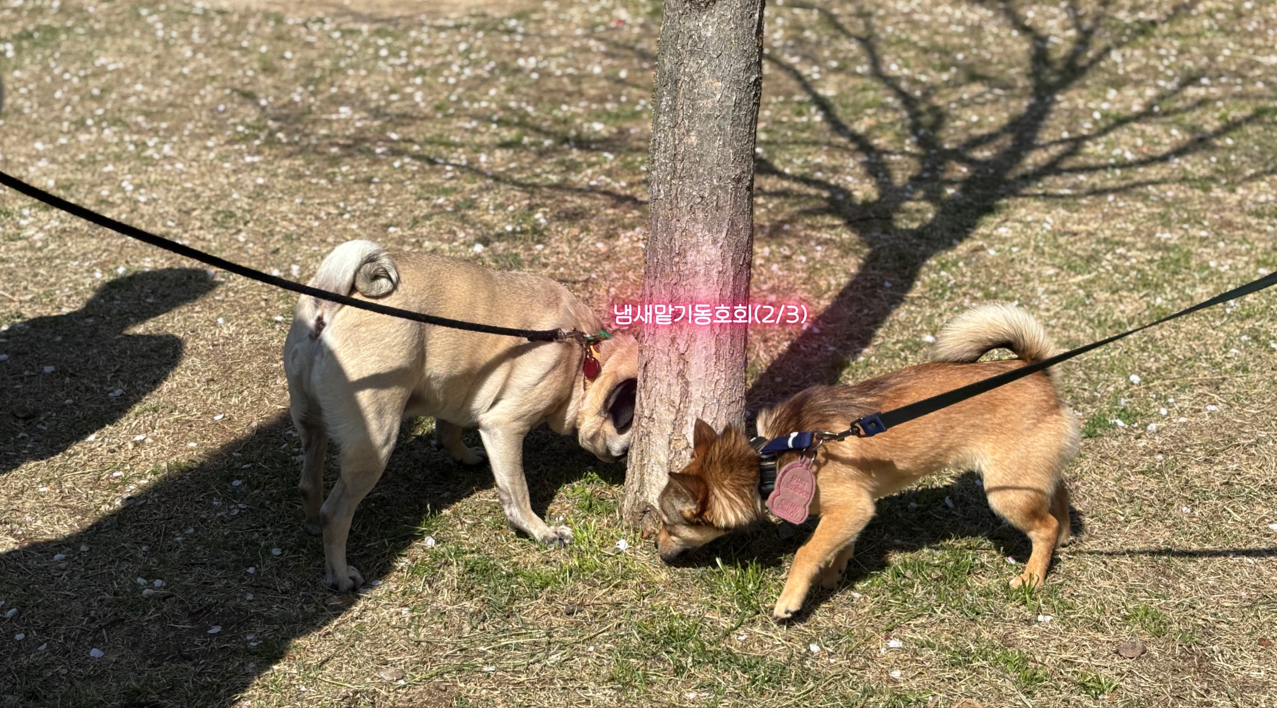 퍼피교육 (12).png 이미지입니다.