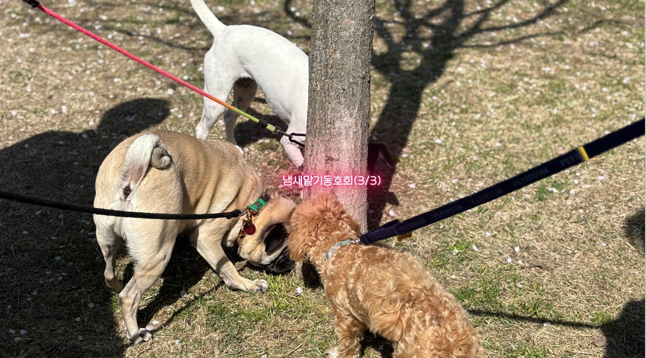 퍼피교육 (13).png 이미지입니다.