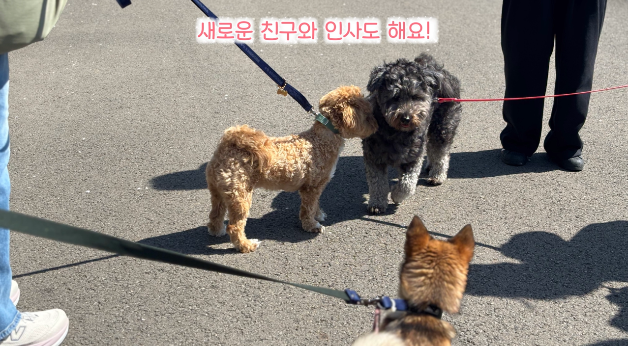 퍼피교육 (15).png 이미지입니다.