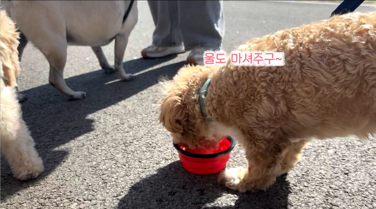 퍼피교육 (16).png 이미지입니다.