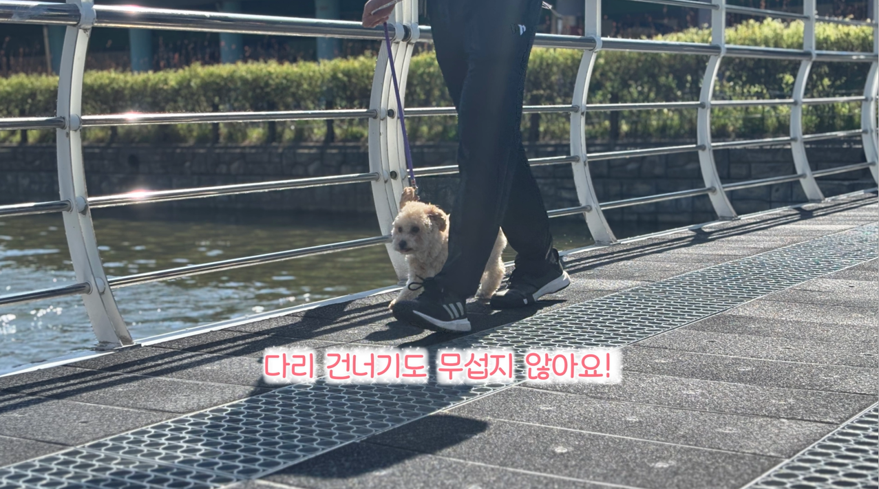 퍼피교육 (17).png 이미지입니다.
