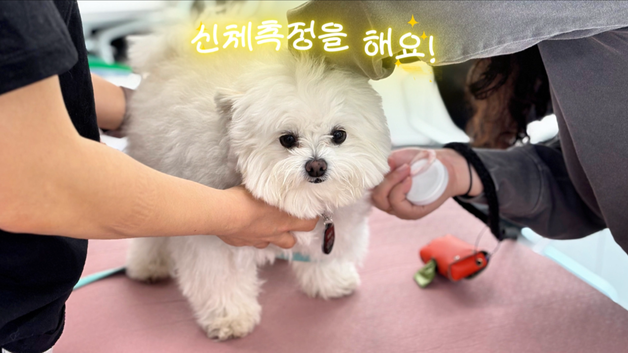 독피트 (1).png 이미지입니다.