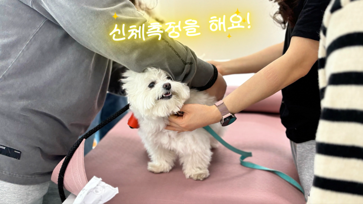 독피트 (2).png 이미지입니다.