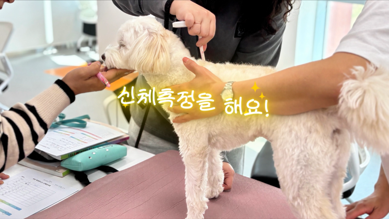 독피트 (4).png 이미지입니다.
