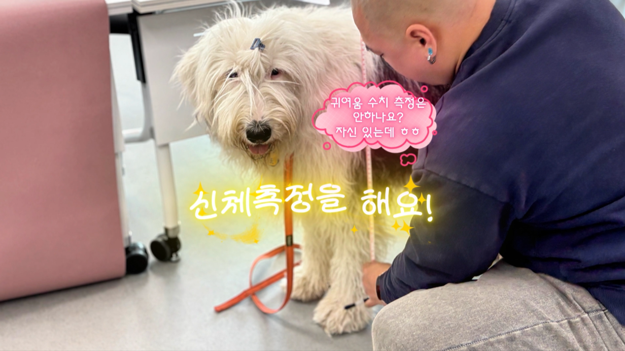 독피트 (5).png 이미지입니다.