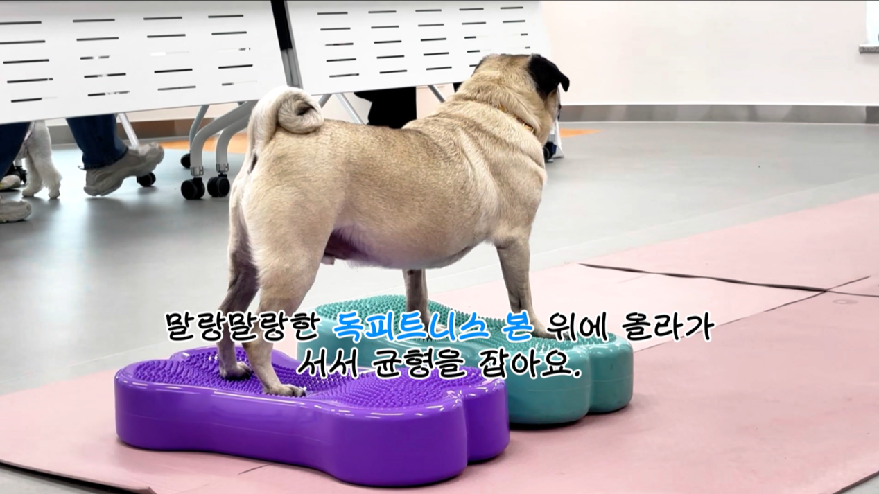 독피트 (8).png 이미지입니다.