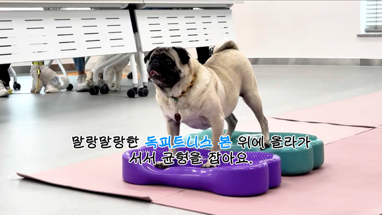 독피트 (9).png 이미지입니다.