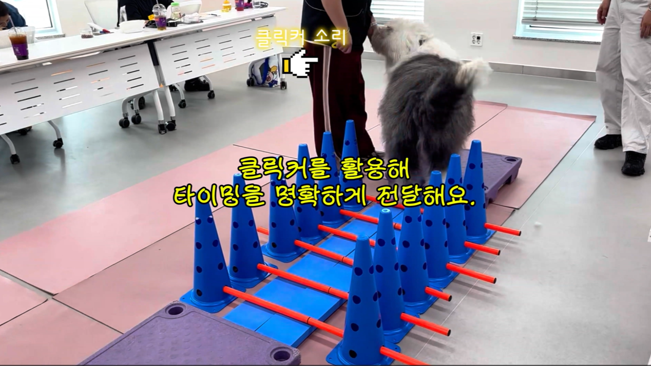 독피트 (14).png 이미지입니다.