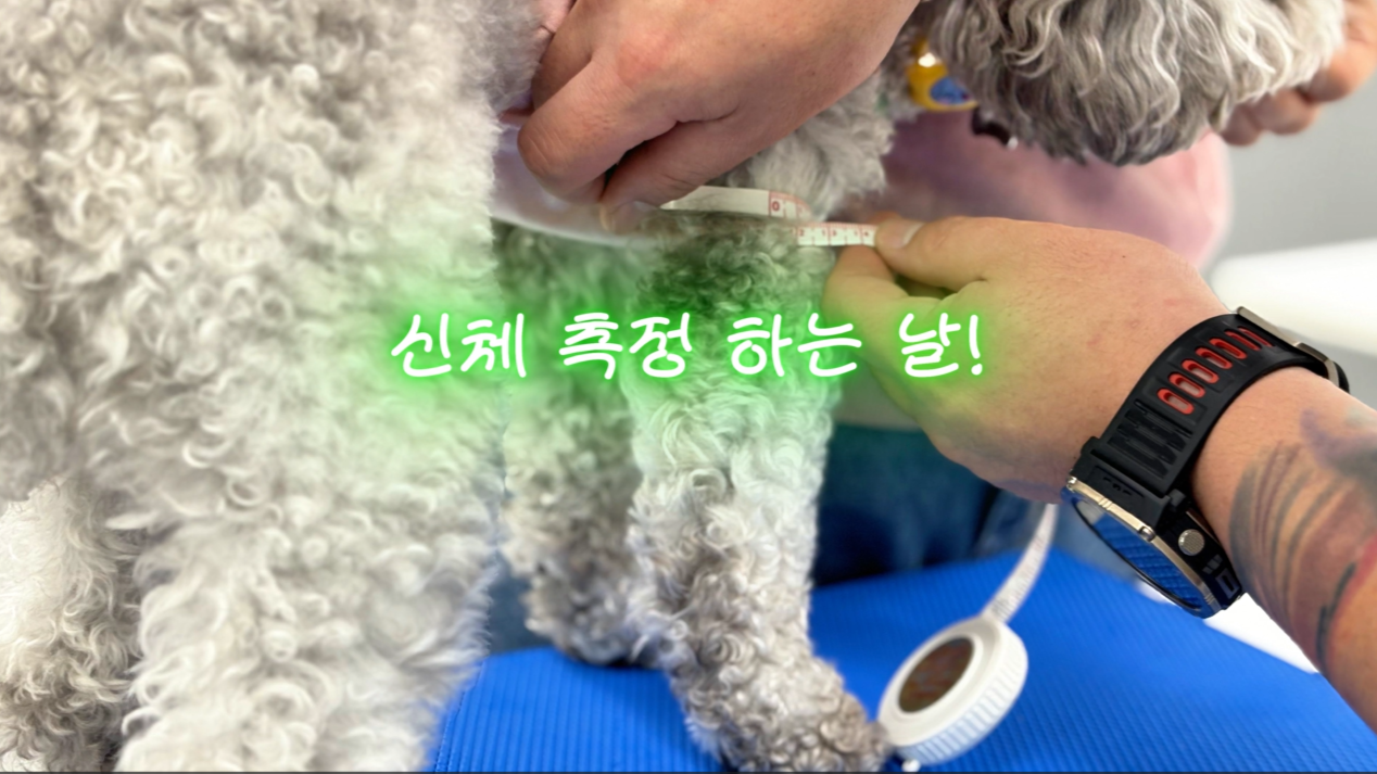 독피트 (28).png 이미지입니다.