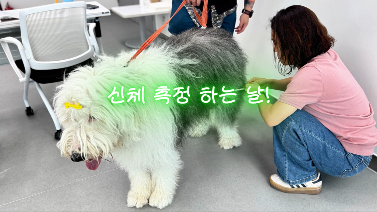 독피트 (30).png 이미지입니다.