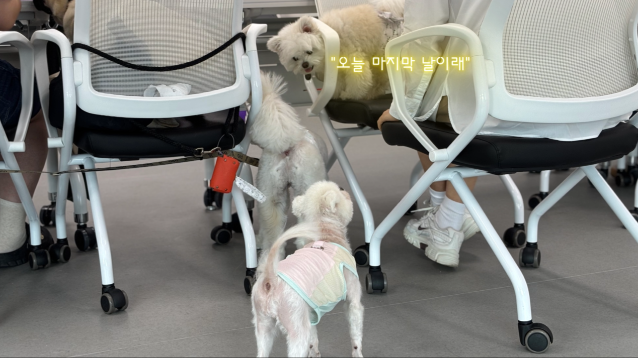 독피트 (32).png 이미지입니다.
